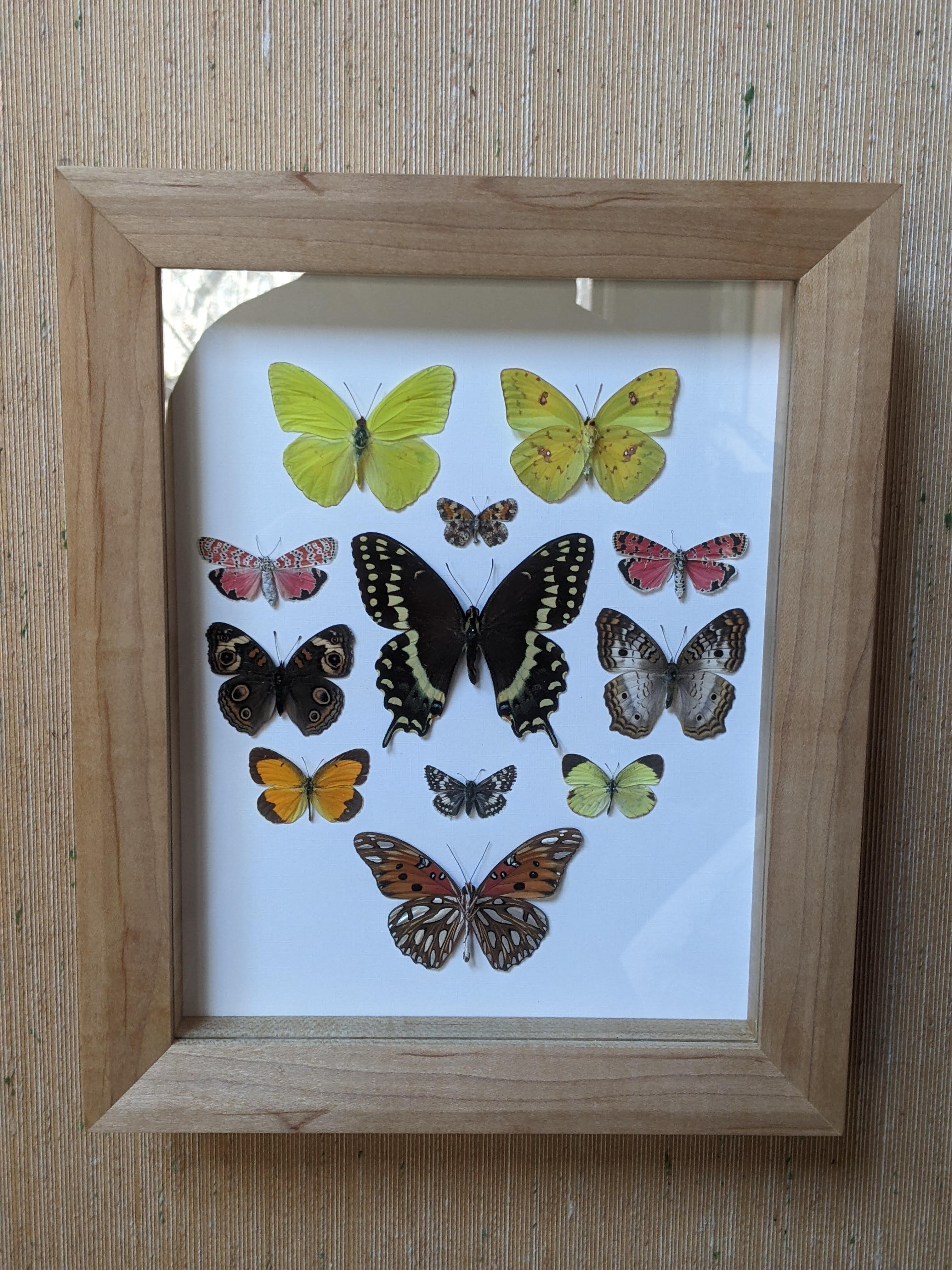 Butterfly Shadowbox